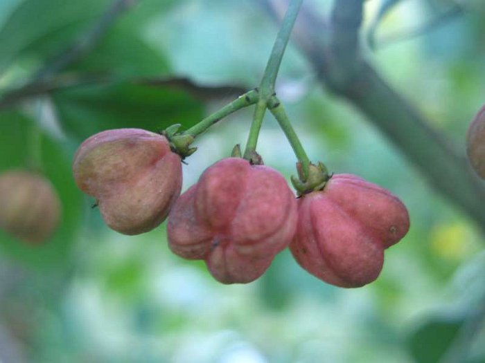 Euonymus europaeus